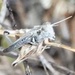 photo of Devastating Grasshopper (Melanoplus devastator)