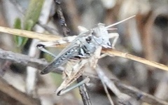 Melanoplus devastator