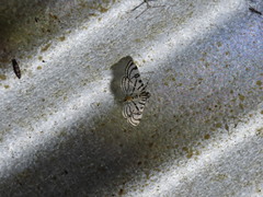 Conchylodes ovulalis