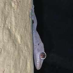 Hemidactylus mabouia