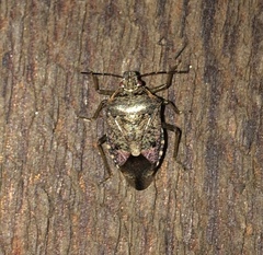 Podisus serieventris