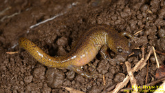 Hynobius quelpaertensis