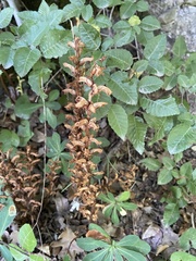 Orobanche hederae