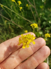 Brassica juncea