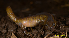 Hynobius quelpaertensis