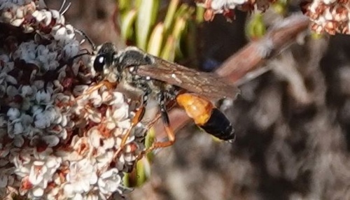 photo of Great Golden Digger Wasp (Sphex ichneumoneus)