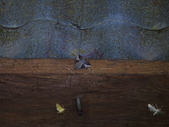 Melipotis fasciolaris