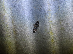 Desmia bajulalis