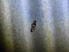 Desmia bajulalis