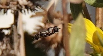 photo of White-bowed Smoothwing (Scaeva affinis)