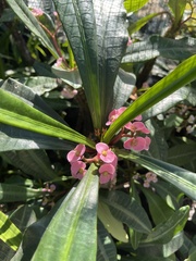 Euphorbia lophogona