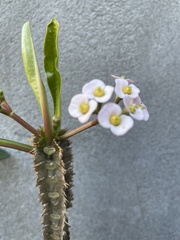 Euphorbia lophogona