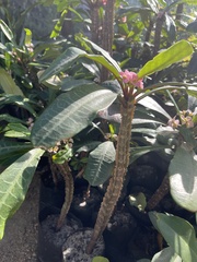 Euphorbia lophogona