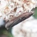 photo of Lesser Cornstalk Borer Moth (Elasmopalpus lignosella)