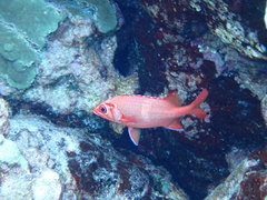 Sargocentron tiere