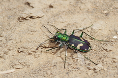 Cicindela splendida