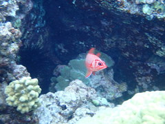 Sargocentron tiere