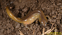 Hynobius quelpaertensis