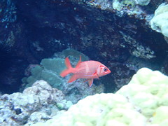 Sargocentron tiere