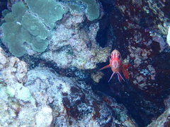 Sargocentron tiere