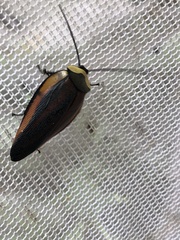 Rochaina metae