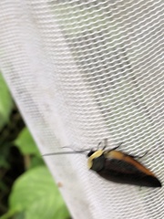 Rochaina metae
