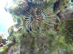 Pterois sphex