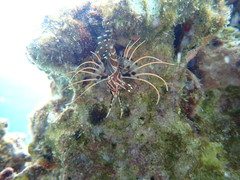 Pterois sphex