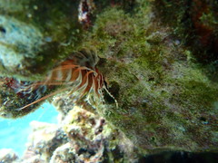 Pterois sphex