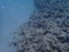 Lutjanus decussatus