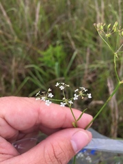 Limnosciadium pinnatum