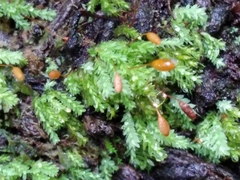 Hymenodon pilifer
