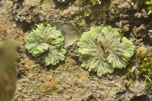 Riccia cavernosa