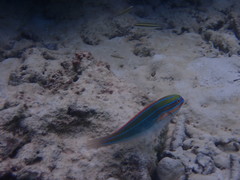 Stethojulis trilineata