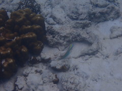 Stethojulis trilineata