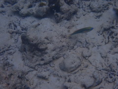 Stethojulis trilineata