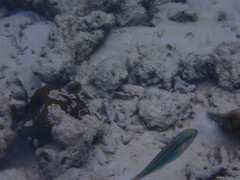 Stethojulis trilineata