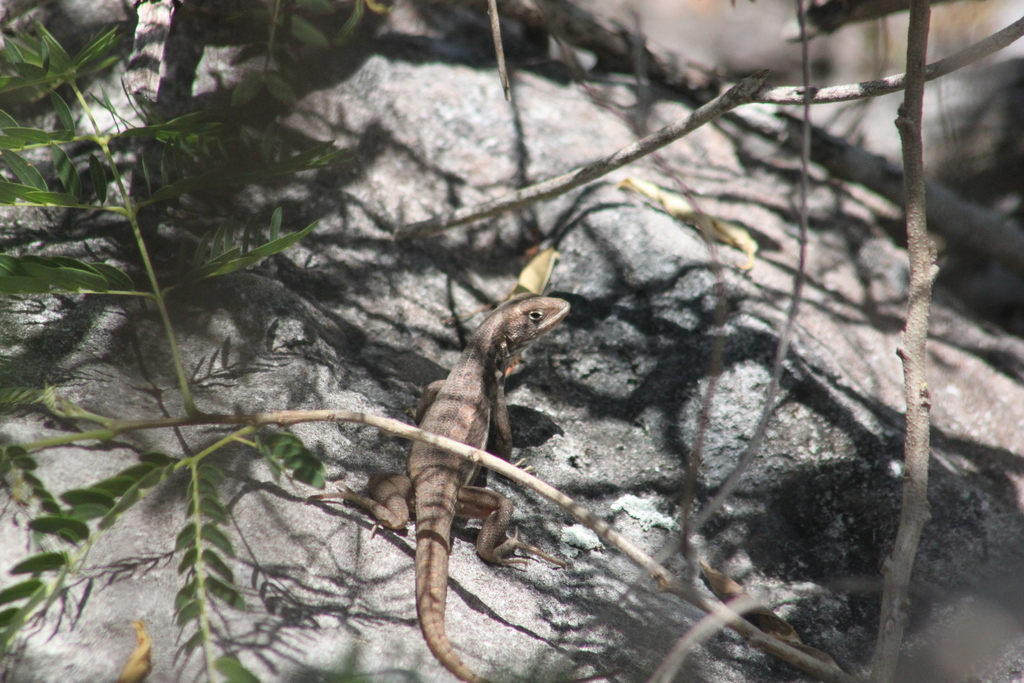 Rum Cay Curlytail Lizard