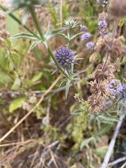 Eryngium articulatum