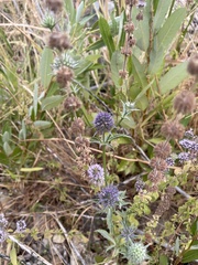 Eryngium articulatum