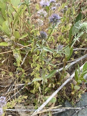 Eryngium articulatum