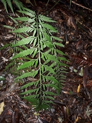 Asplenium bulbiferum x a flaccidum