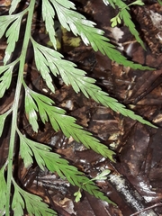 Asplenium bulbiferum x a flaccidum