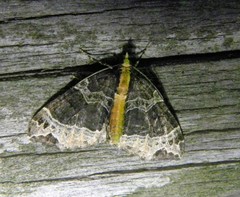 Ecliptopera capitata