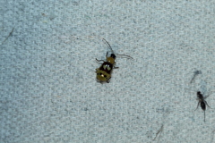 Paranapiacaba connexa