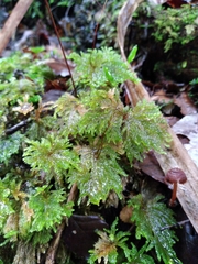 Sciadocladus menziesii