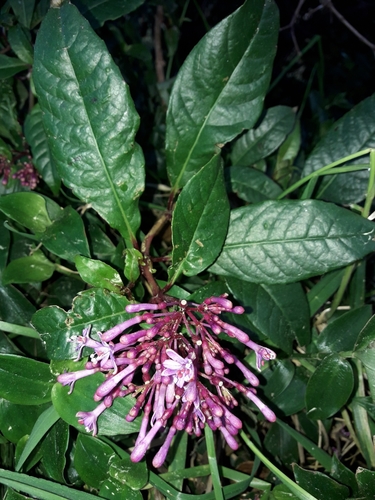 Fuchsia paniculata
