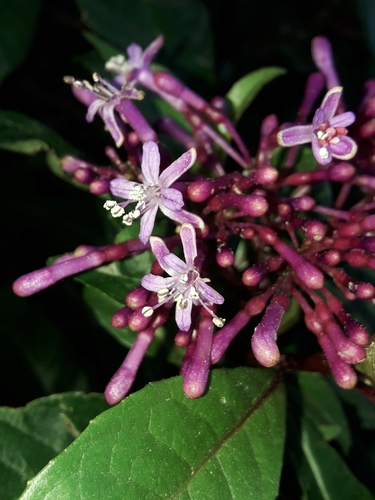 Fuchsia paniculata