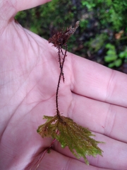 Sciadocladus menziesii