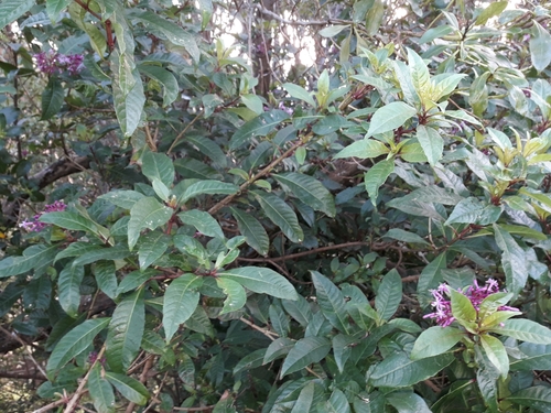 Fuchsia paniculata